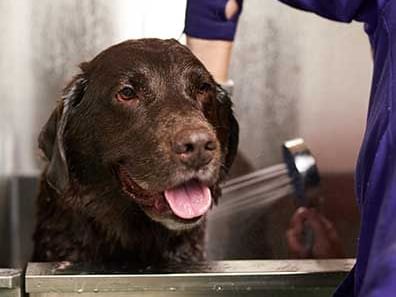 Dog being washed in the hotels dog washing station