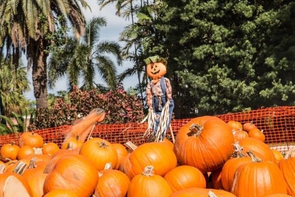 A scarecrow stands over a display of pumpkins surrounded by palm trees, just like fall in Orlando.