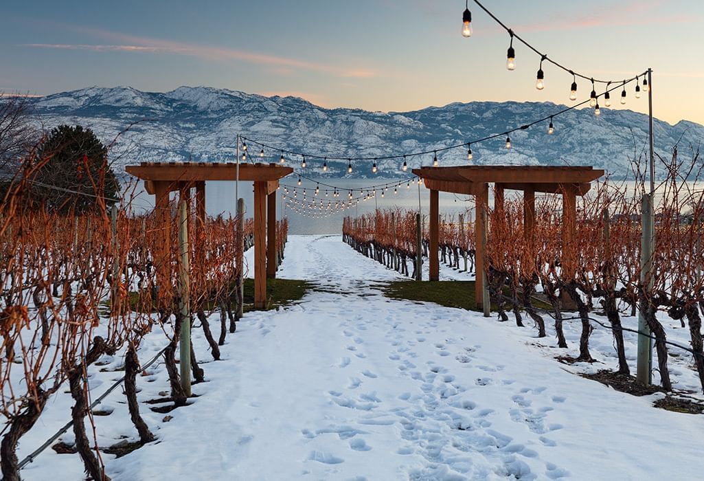 Quail' Gate Winery in the winter