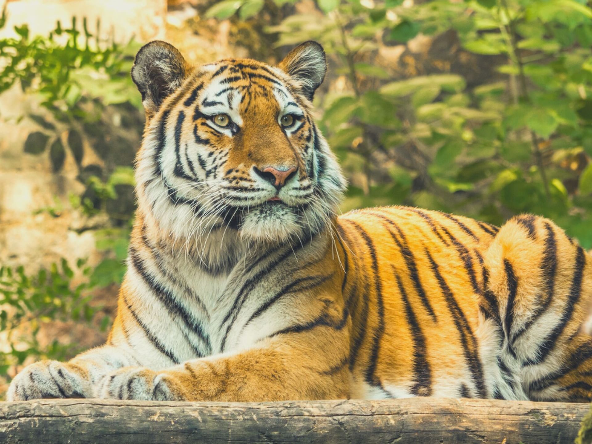 Big Cat Habitat Gulf Coast Sanctuary near The Sarasota Modern