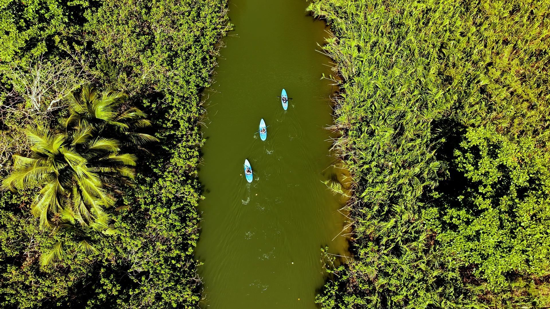 Aerial view of three people paddling kayaks down a narrow, green river surrounded by dense vegetation near Royal Isabela