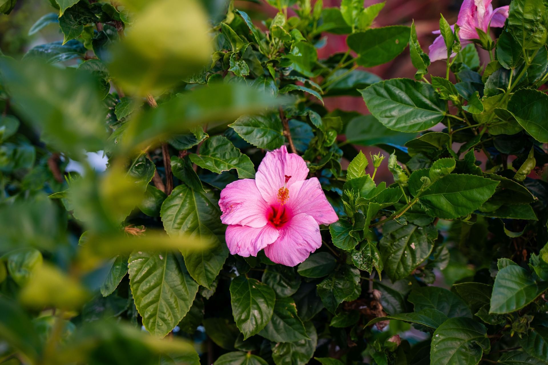 Close-up view of a bright pink tropical hibiscus blossom surrounded by rich green foliage leaves at Golden Rock Resort