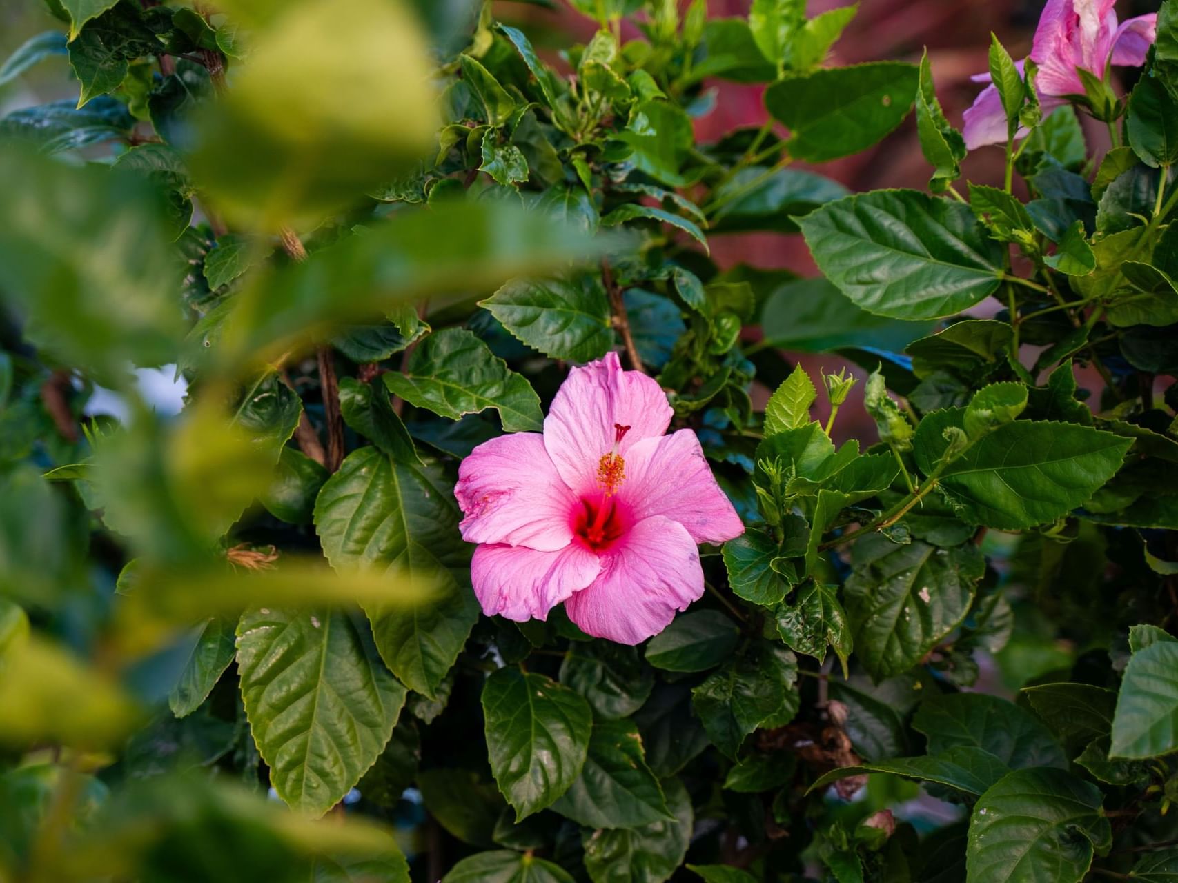 Pink hibiscus flower blooming amidst lush green leaves near Golden Rock Resort