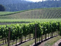Landscape of grapes in wine valley near Heritage House Resort