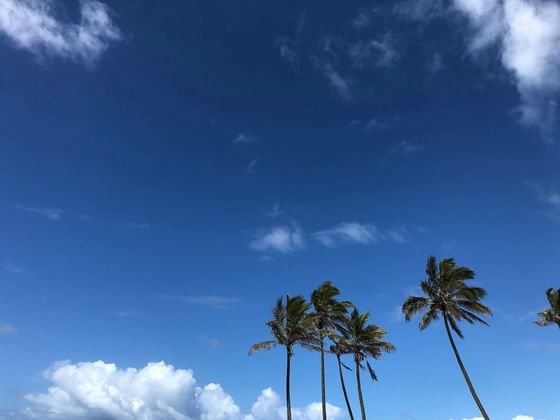 Blue Sky Weather On Daydream Island