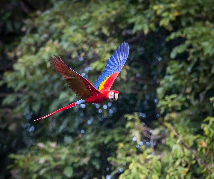 Portrait of a Macaw Bird flying in the woods near Los Altos Resort