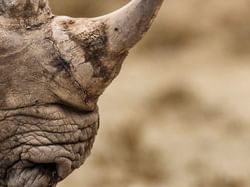 Closeup on a Horn of a Rhino at National zoo & aquarium