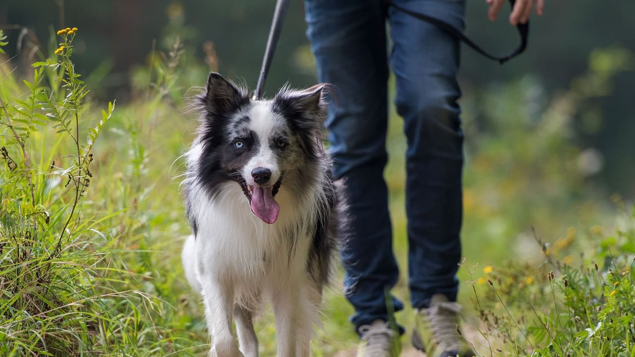 Man walking with dog in tail grass