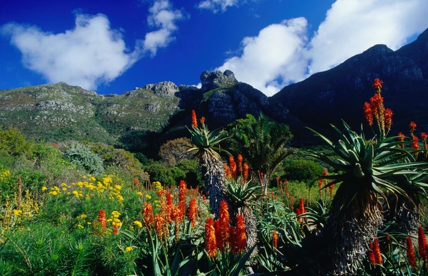 Mountainous landscape with vibrant red and yellow flowers, green foliage, and blue sky with white clouds at Pepperclub Hotel