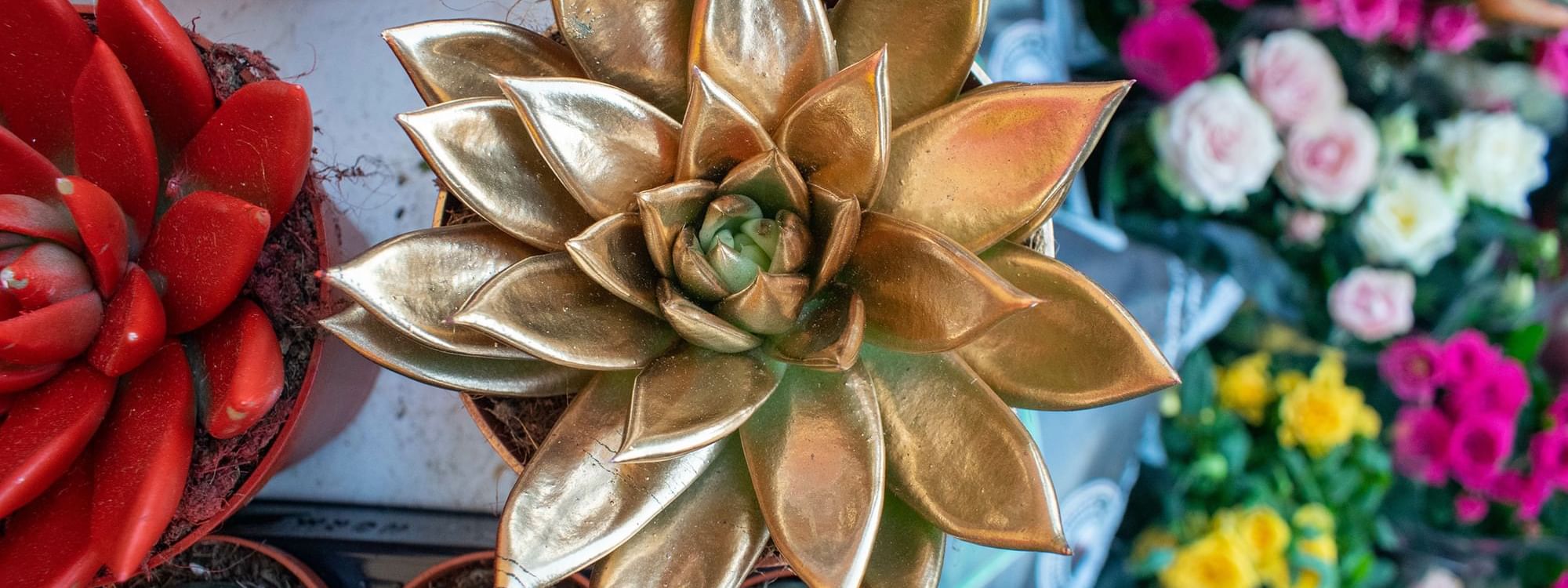 Golden succulent plants on display in Expo Doha 2023 near Warwick Doha