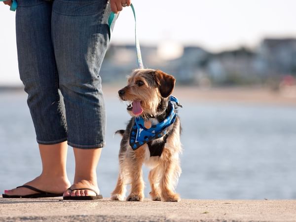 dog walking in courtenay riverway heritage park