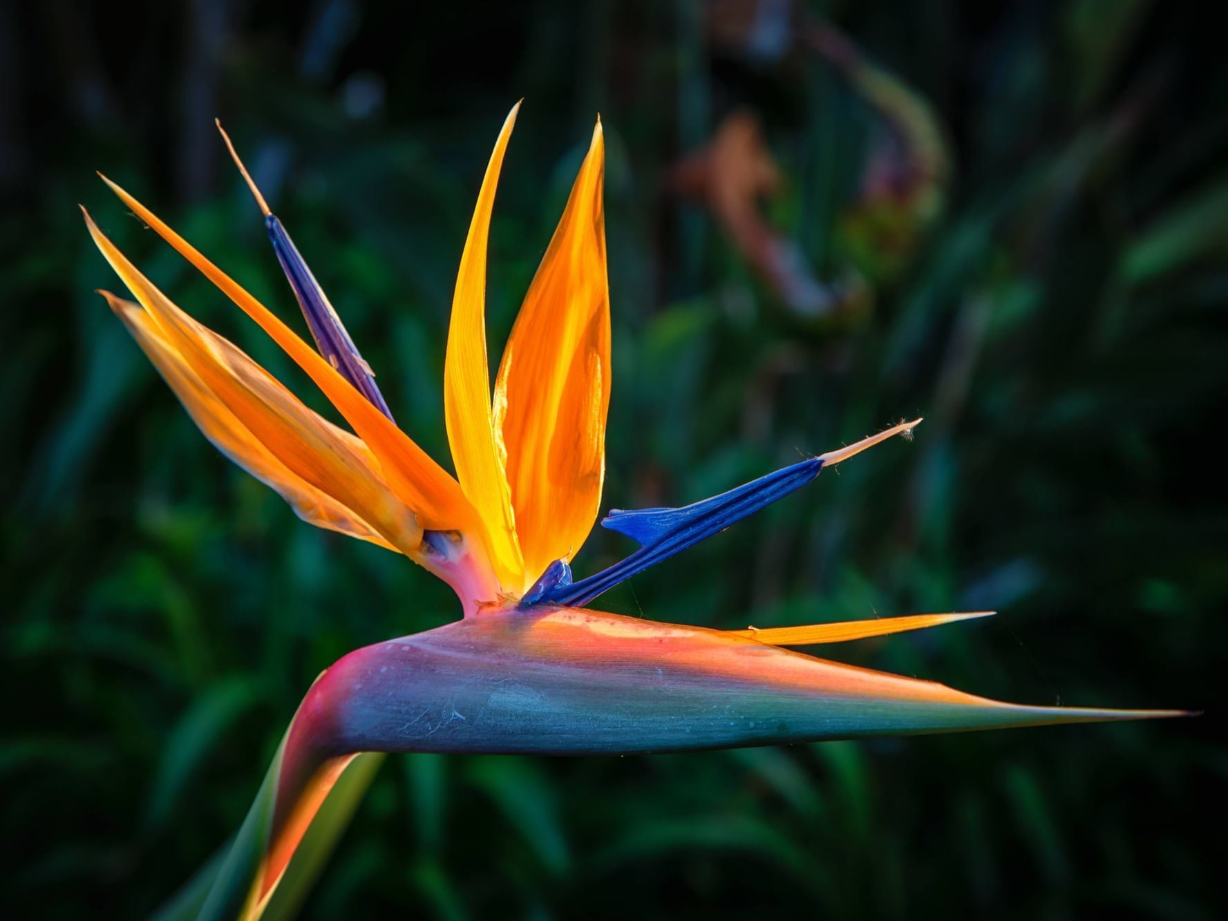 Close-up of a Birds of paradise flower at Trianon Bonita Bay