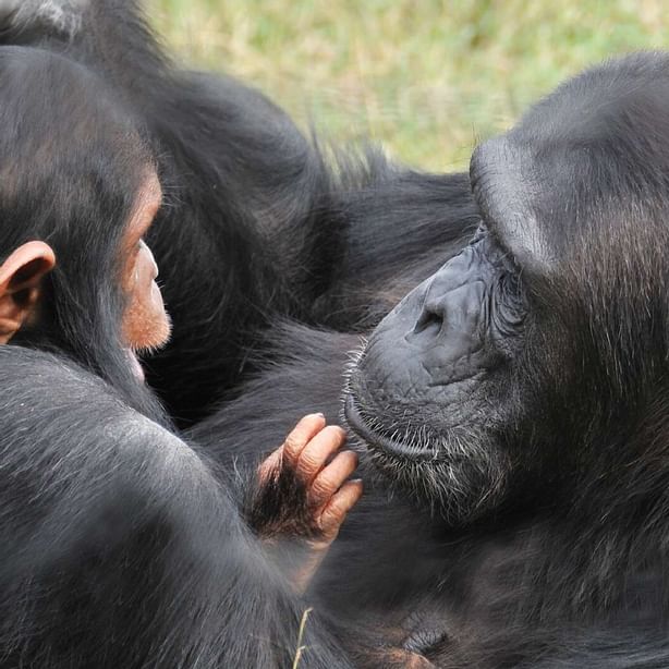 Chimpanzees captured near Sweetwaters Serena Camp
