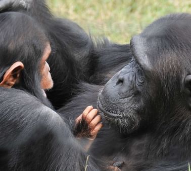 Chimpanzees captured near Sweetwaters Serena Camp