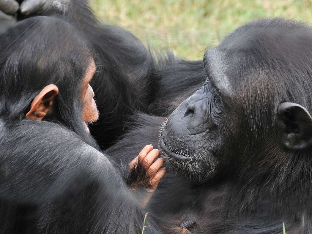 Chimpanzees captured near Sweetwaters Serena Camp