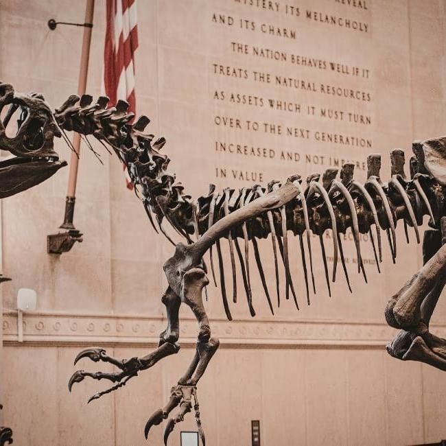Skeleton of a large dinosaur displayed in a museum featured in our article on the Cole Museum of Zoology..