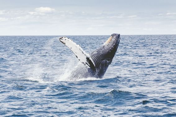 Closeup on a blue whale in the ocean near Pelham on Earle