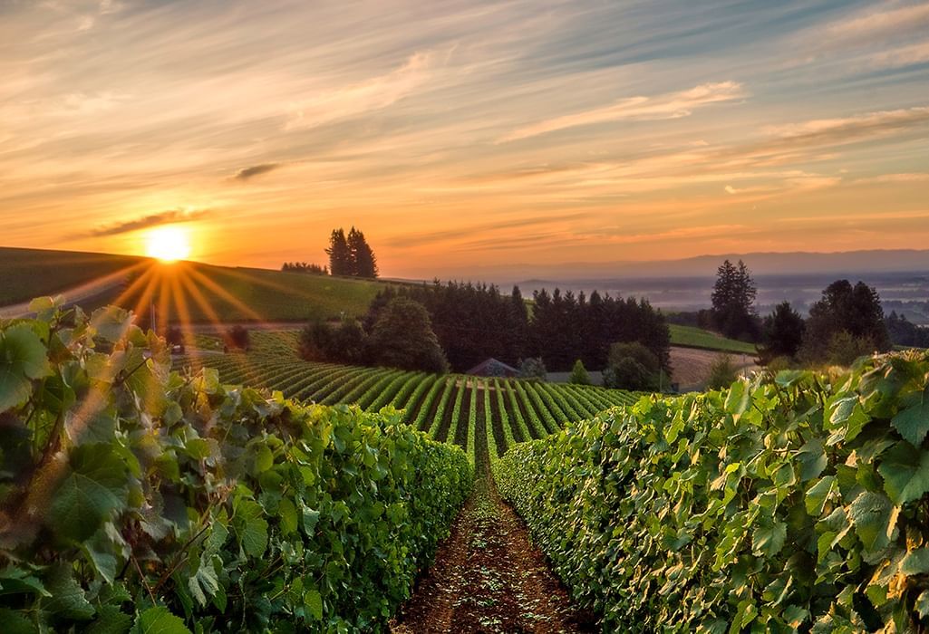 vineyard at sunset