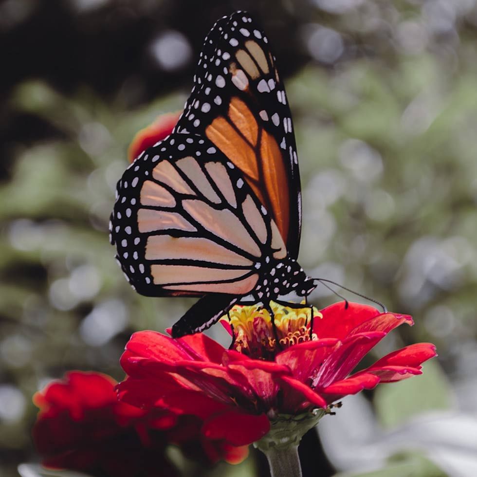 Close-up of a butterfly sipping nectar at  Falkensteiner Hotels