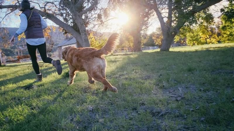 A woman and her dog chasing in the park