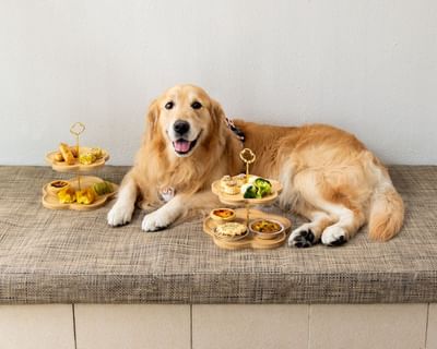 High tea menu for pampered paws at Amara Sanctuary Resort