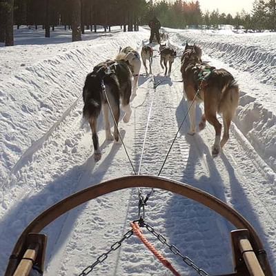 a dogsled team captured by the mushers view point