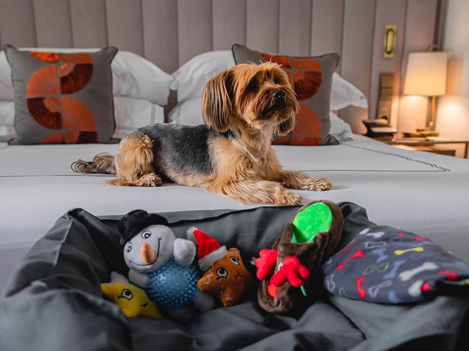 Gran Hotel Inglés Pet Friendly