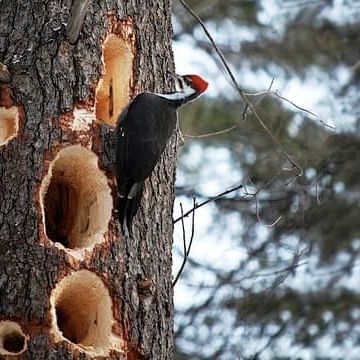 Pilate Woodpecker on a tree near Alderbrook Resort