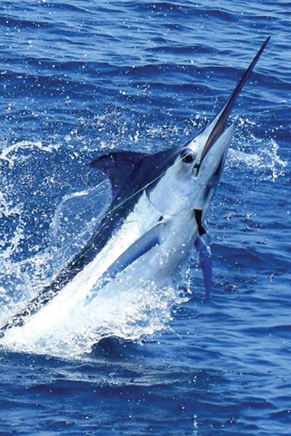 Fishing near Tierra Magnífica Hotel in Guanacaste, Costa Rica