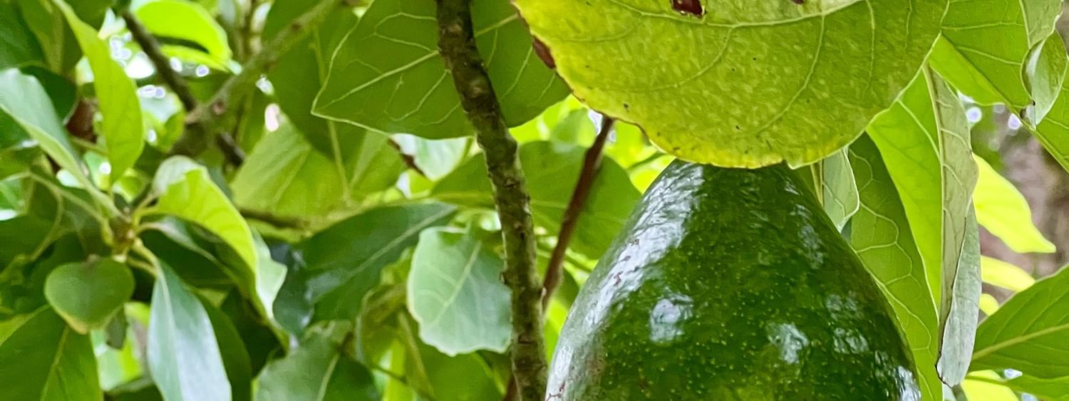 Green tropical fruit hanging from a tree branch at Tambua Sands Beach Resort in Sigatoka