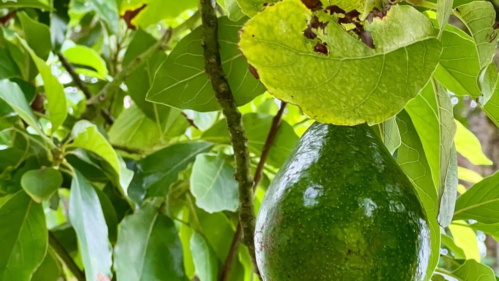 Green tropical fruit hanging from a tree branch at Tambua Sands Beach Resort in Sigatoka.