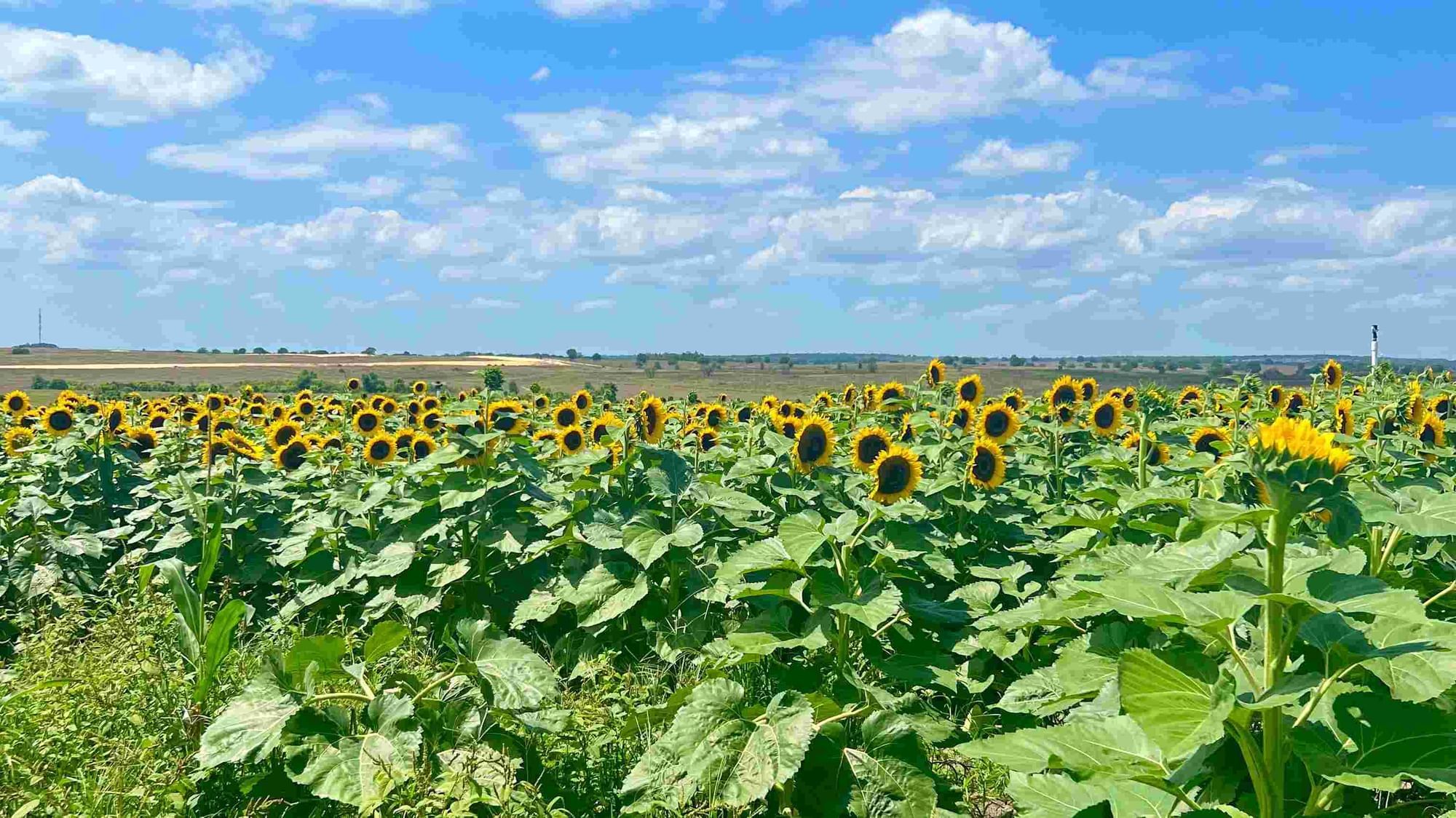 Sunflower field at Southern Hills Farm on a Spring Day in Orlando Florida 