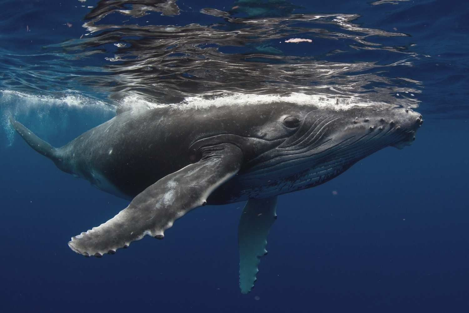 The Ultimate Guide to Whale Watching in Hawaii | Waikiki