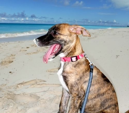 Potrait of a dog by the beach near, The Somerset on Grace Bay