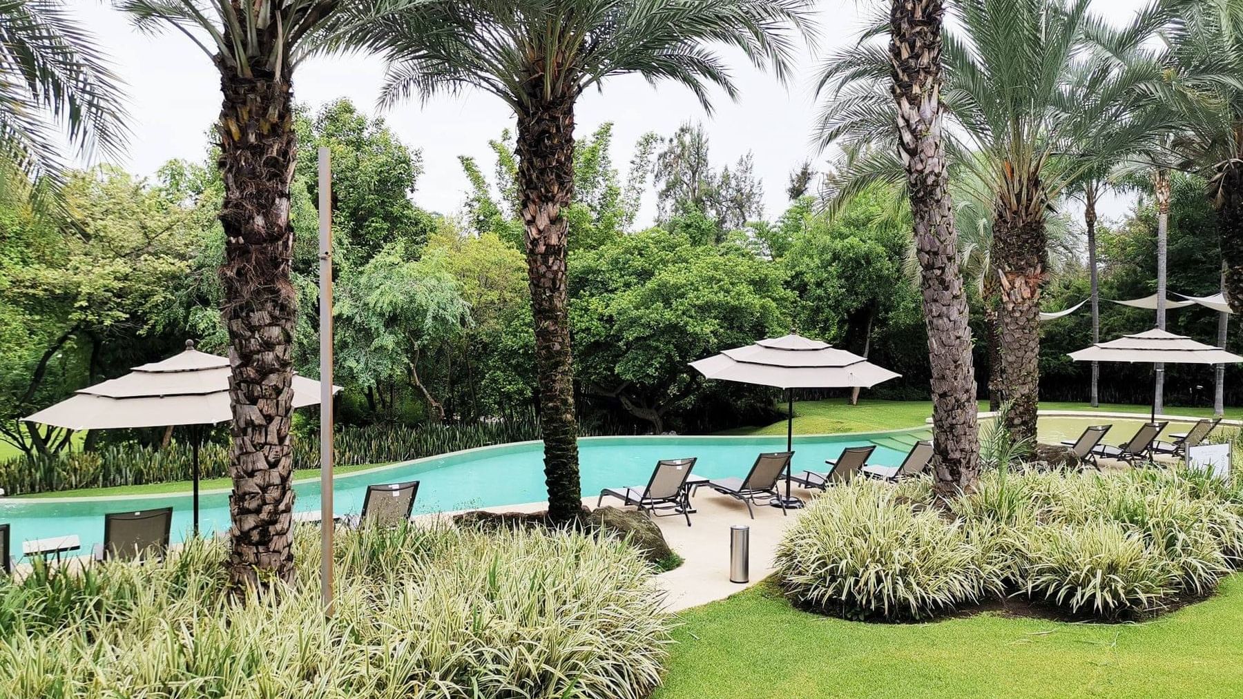 Palm trees in garden by the pool, Huayacan Cuernavaca Curamoria