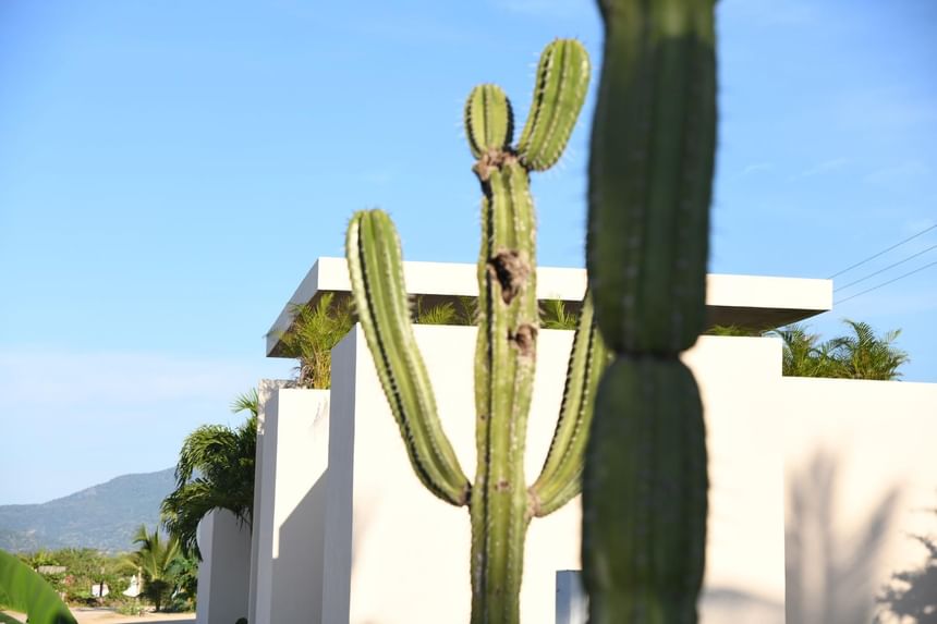 Close-up of a cactus plant at Marea Beachfront Villas