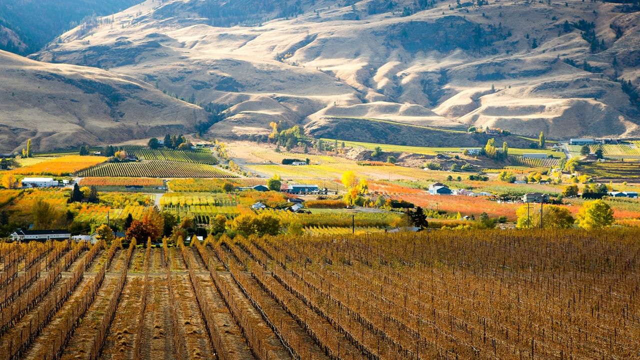 Winery during the Fall located in Oliver, BC