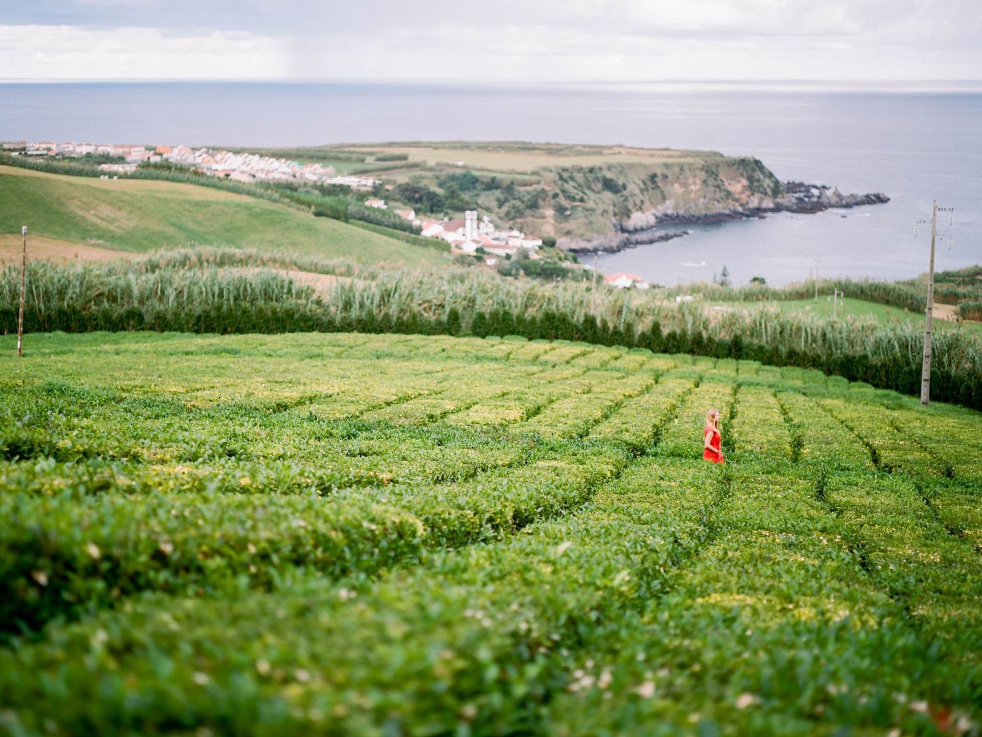 Gorreana Tea Plantations