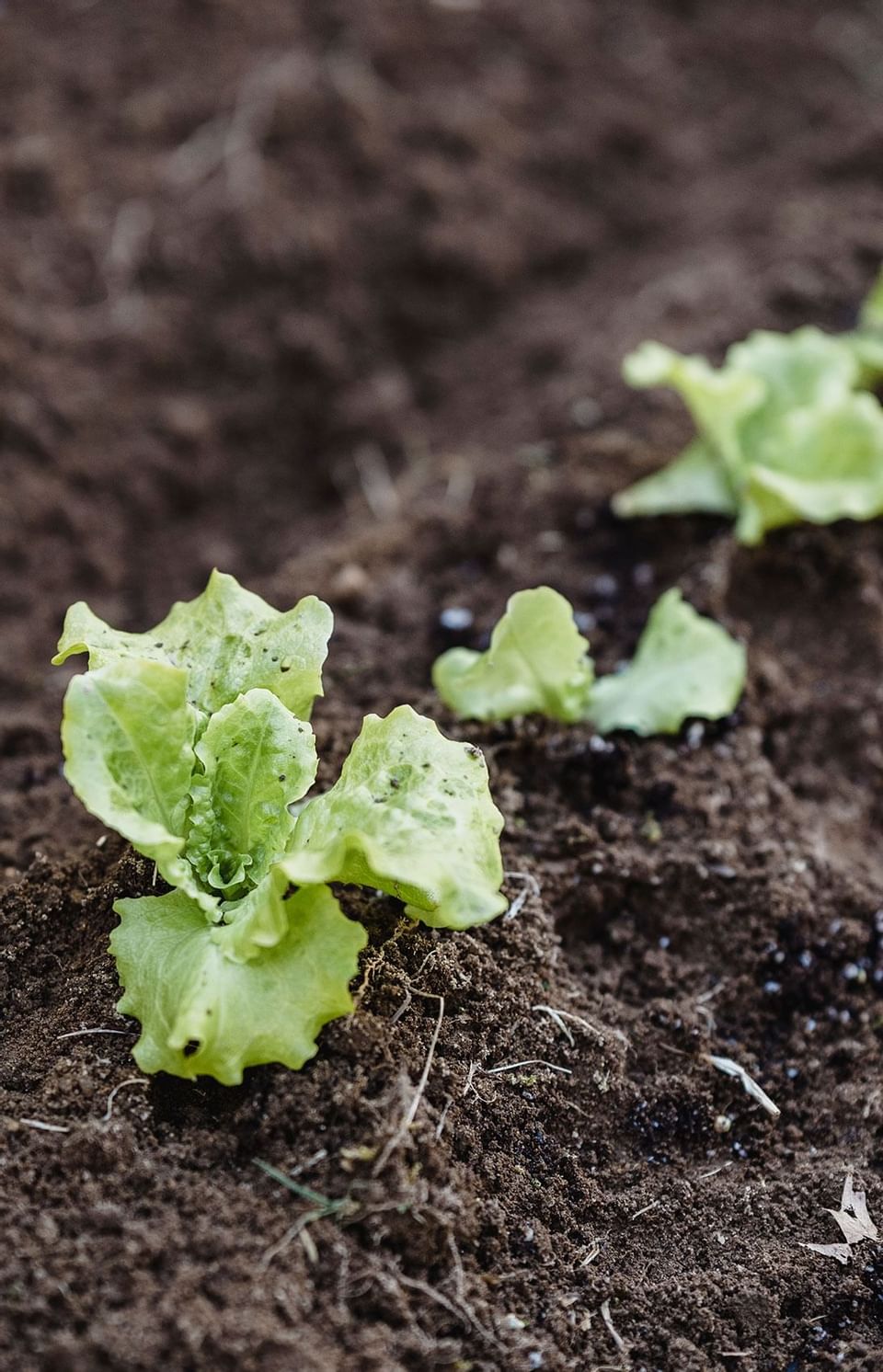 Plant of lettuce in Hotel Emperador Buenos Aires