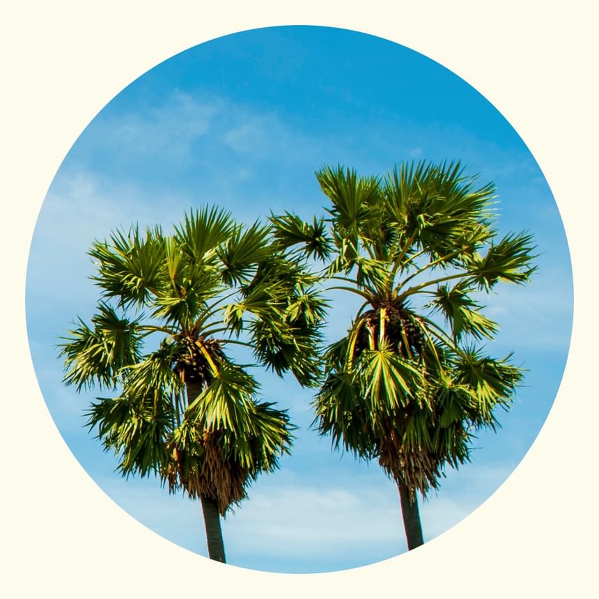 Two striking palm trees silhouetted against a bright blue sky symbolizing the tropical setting of Tradewinds Apartment Hotel