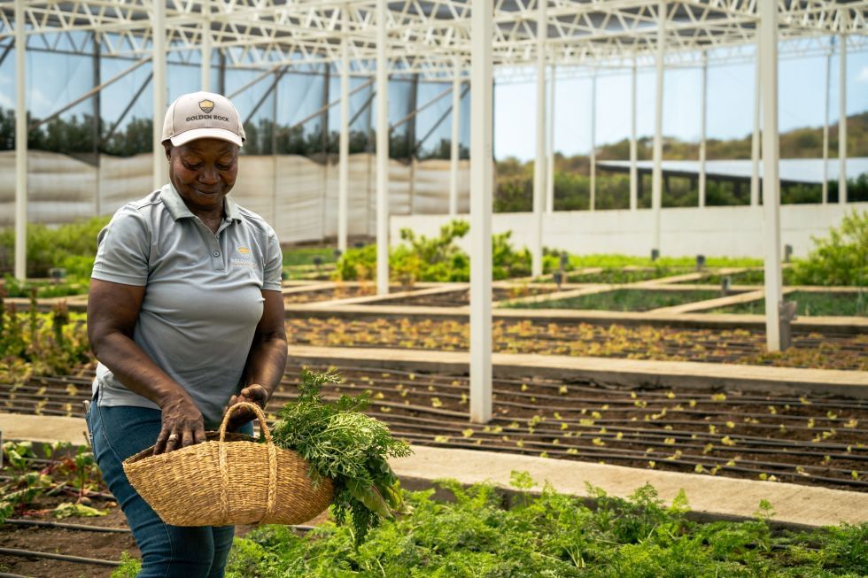 Person carrying a basket of fresh vegetables in a vibrant greenhouse near Golden Rock Resort