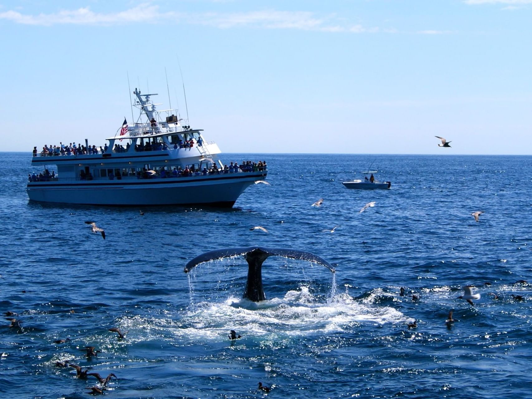 People whale watching from a cruise ship on the sea on a sunny day near Chatham Tides Resort