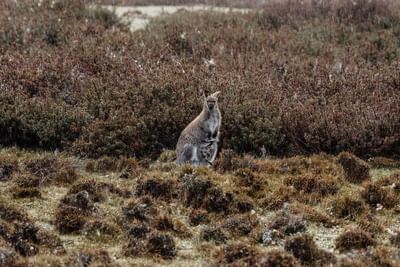 Kangaroo in the woods captured near Cradle Mountain Hotel