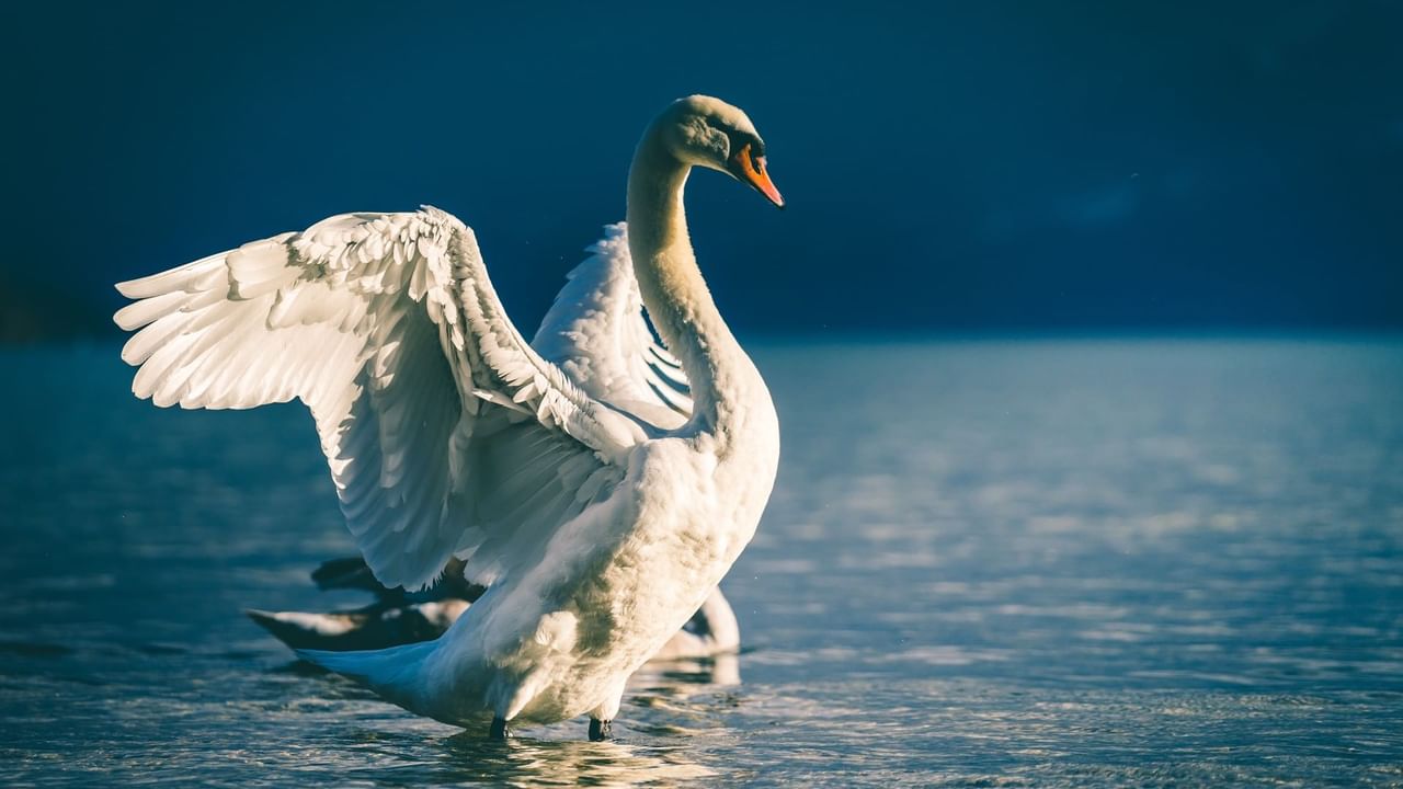 White swan on water
