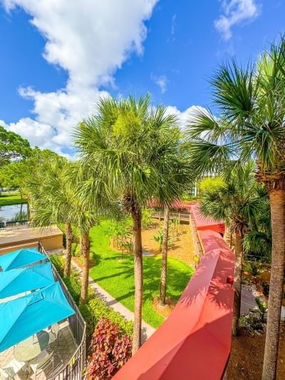 A view of the pool umbrellas and palm tree tops from a balcony of Rosen Inn Lake Buena Vista. 