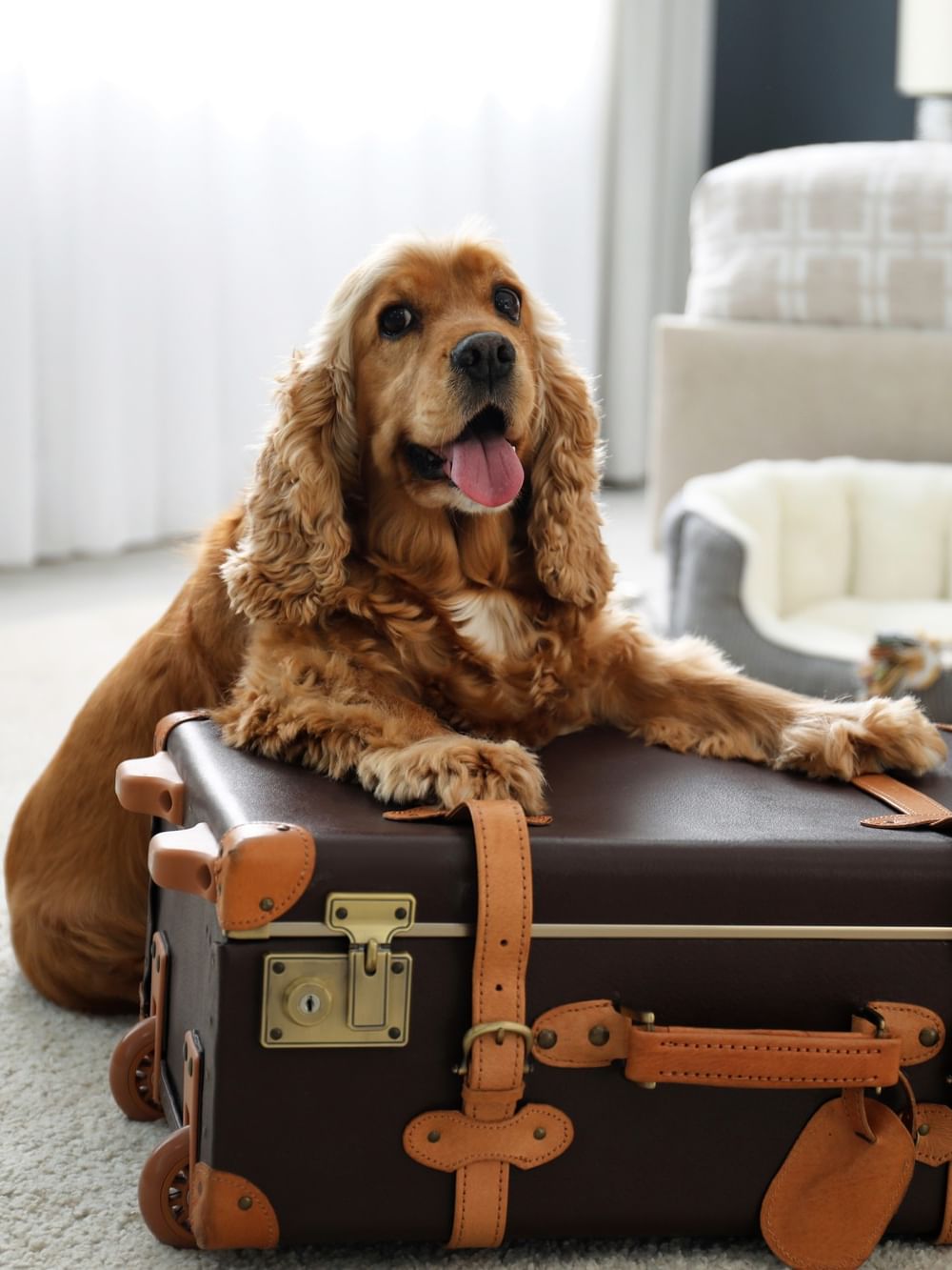 English cocker on a vintage suitcase in a hotel room, Warwick Paws & Stay.
