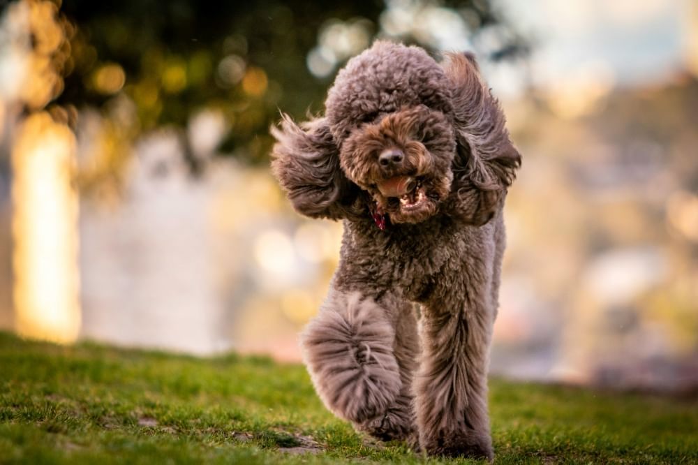 A brown, curly, long-haired dog runs in a park.