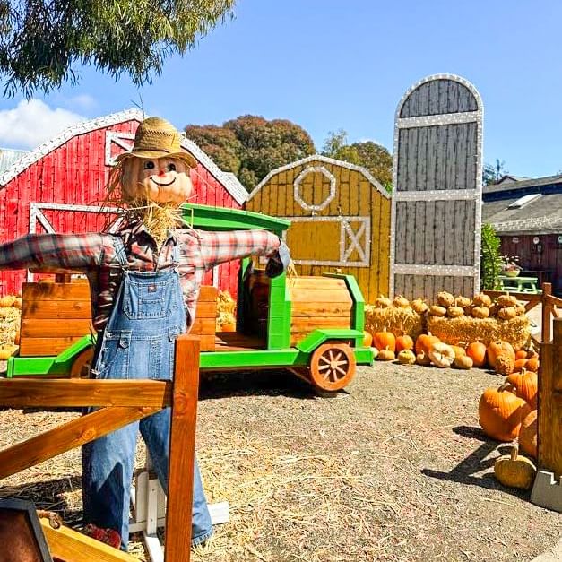 pumpkin patch farm scene at cambria nursery