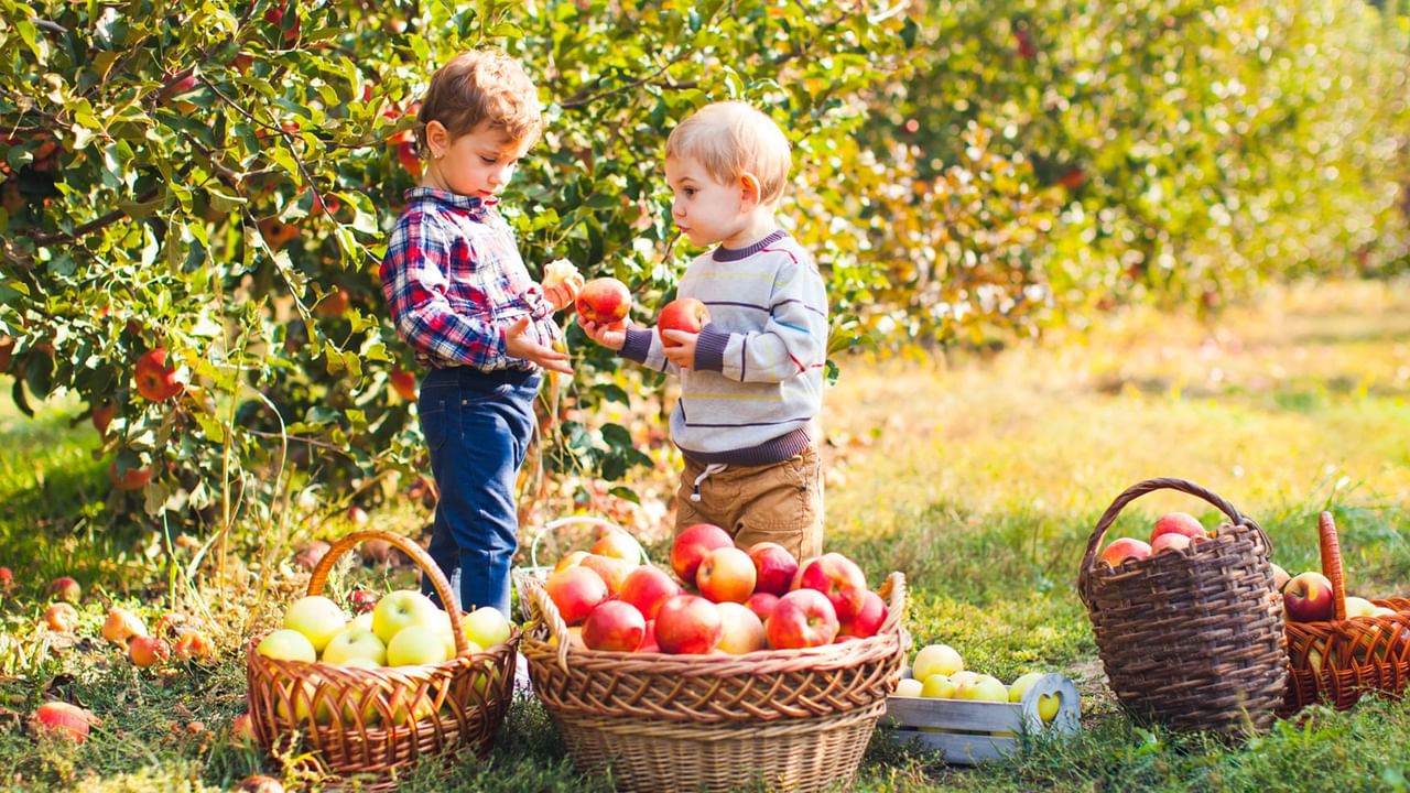 two kids picking apple with two baskets full