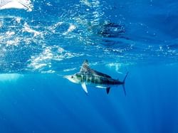 Deep Sea Fishing